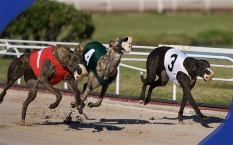 greyhound derby betting odds today.